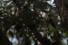 Cussonia paniculata