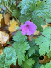 Geranium endressii