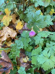 Geranium endressii