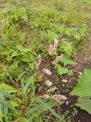 Liliopsida