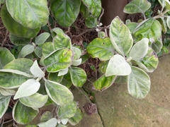 Barleria albostellata
