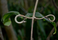 Salacia disepala