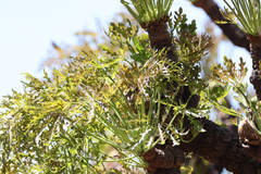 Cussonia paniculata