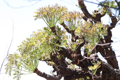 Cussonia paniculata