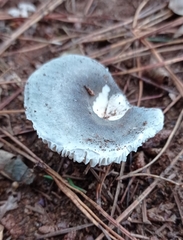 Russula parazurea