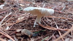 Russula parazurea