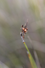 Machaerina juncea
