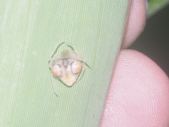 Cyrtarachne inaequalis