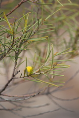 Acacia rigens