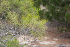 Acacia rigens