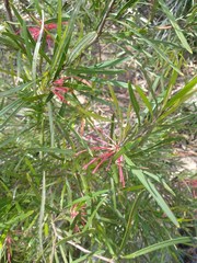 Grevillea oleoides