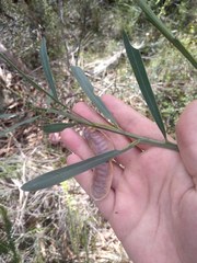 Acacia suaveolens
