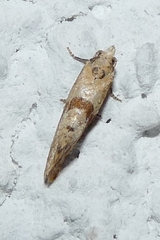 Cochylidia implicitana