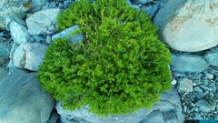 Honckenya peploides major