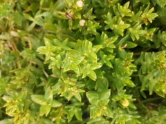 Honckenya peploides major