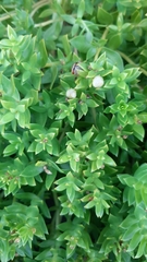 Honckenya peploides major