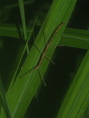 Clitumninae
