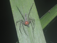 Oxyopes complicatus