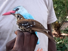 Geokichla guttata