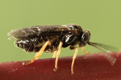 Metallus pumilus