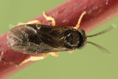 Metallus pumilus