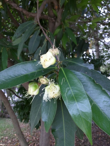 Syzygium jambos iNat (3)