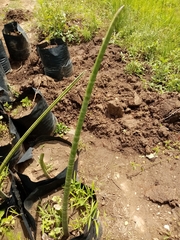 Sansevieria cylindrica