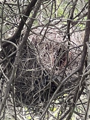 Pseudocheirus peregrinus