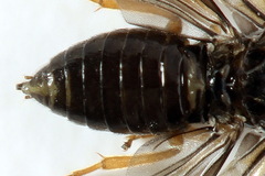 Metallus pumilus