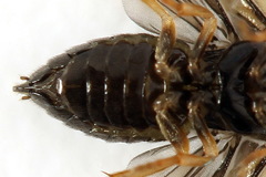 Metallus pumilus