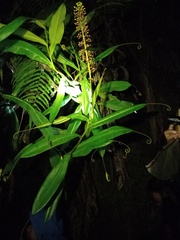 Nepenthes gymnamphora