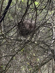 Pseudocheirus peregrinus