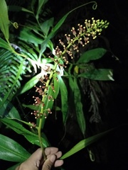 Nepenthes gymnamphora