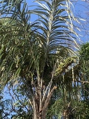 Arecaceae