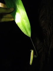 Nepenthes gymnamphora