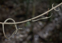 Salacia disepala