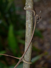 Salacia disepala