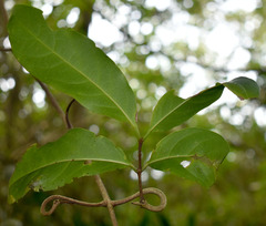 Salacia disepala