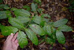 Salacia disepala