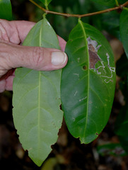 Salacia disepala