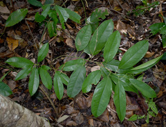 Salacia disepala