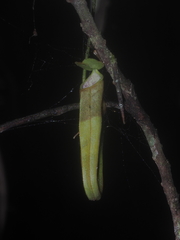 Nepenthes gymnamphora