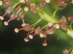 Nepenthes gymnamphora