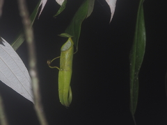 Nepenthes gymnamphora