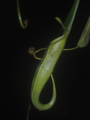 Nepenthes gymnamphora