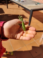 Mantis religiosa