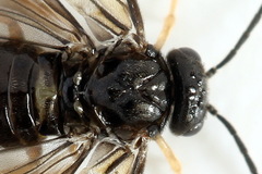 Metallus pumilus