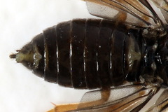 Metallus pumilus