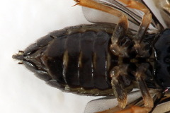 Metallus pumilus