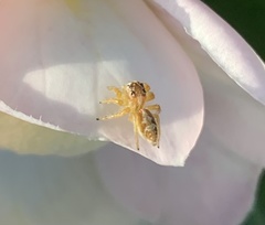 Frigga